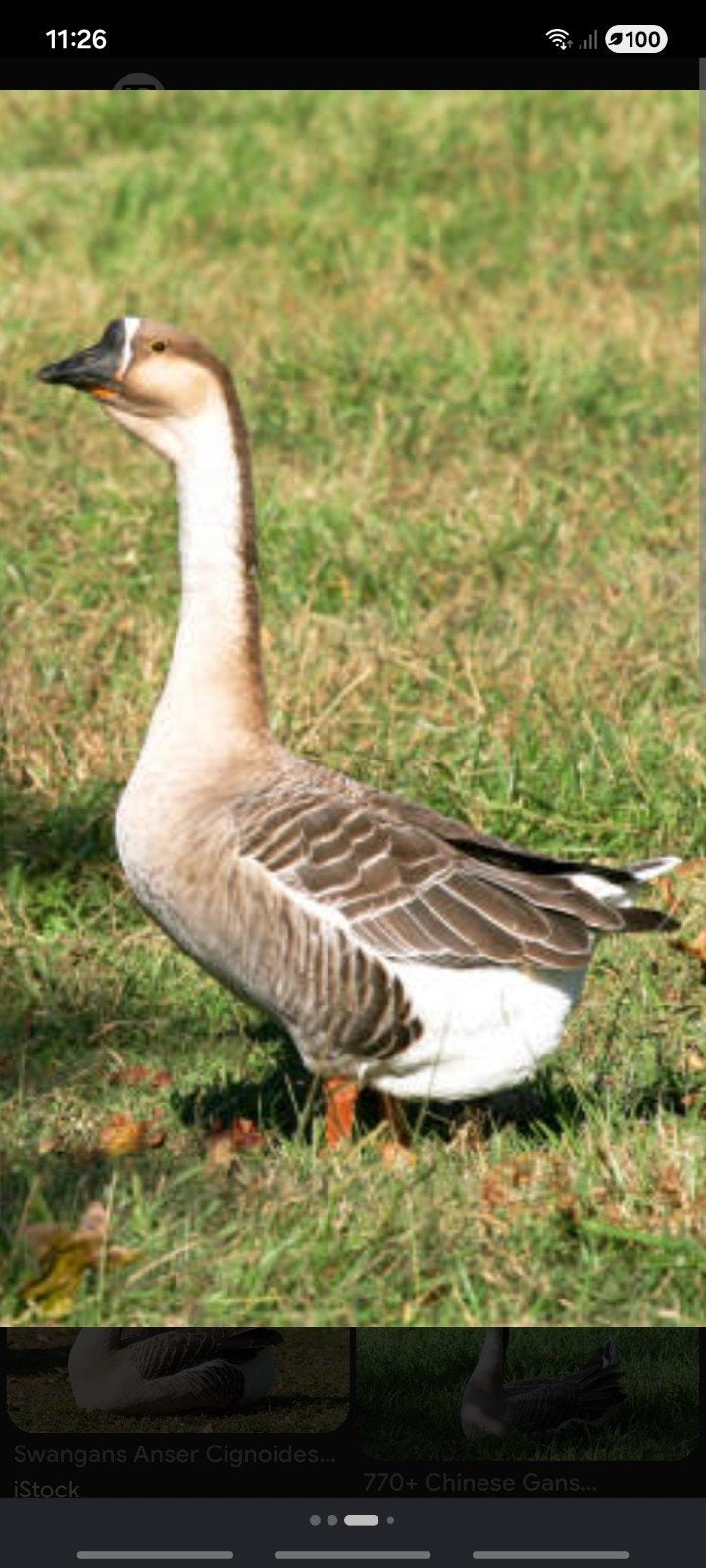 5 jonge ganzen van dit jaar, Gans of Zwaan
