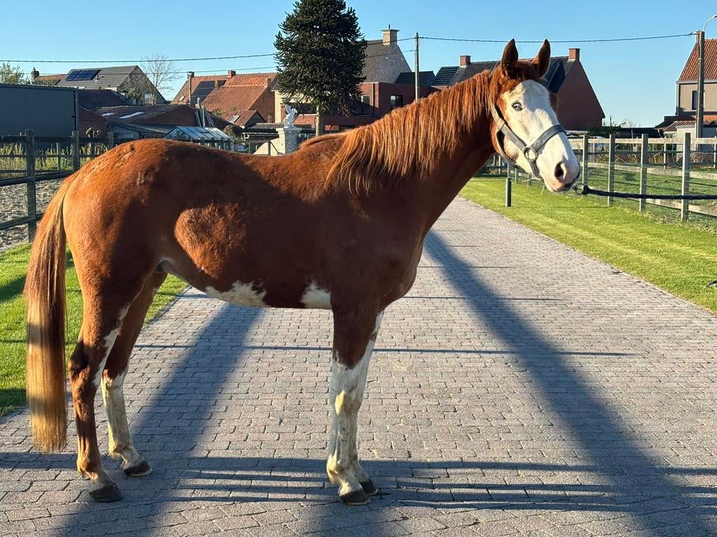 3 jarige Utamaro ruin, Dieren en Toebehoren, Springpaard, Met stamboom, Ruin, 3 tot 6 jaar