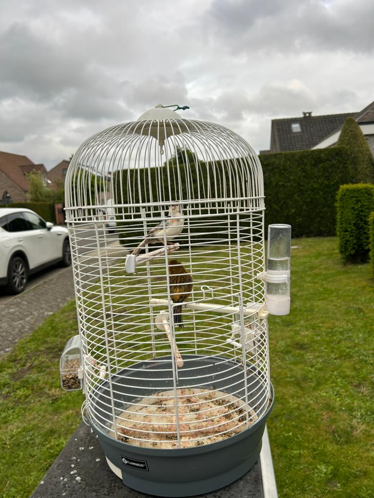 Oiseaux mâles et femelles à vendre, Enlèvement, Comme neuf, Cage à oiseaux