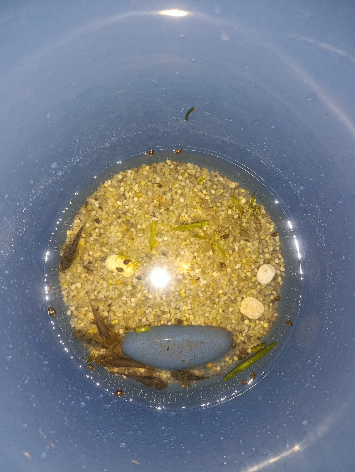Gratis corydoras 6x, Postzegels en Munten, Ophalen