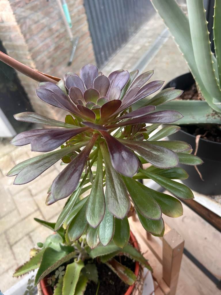 Viuda negra, Tuin en Terras, Planten | Tuinplanten, Ophalen of Verzenden