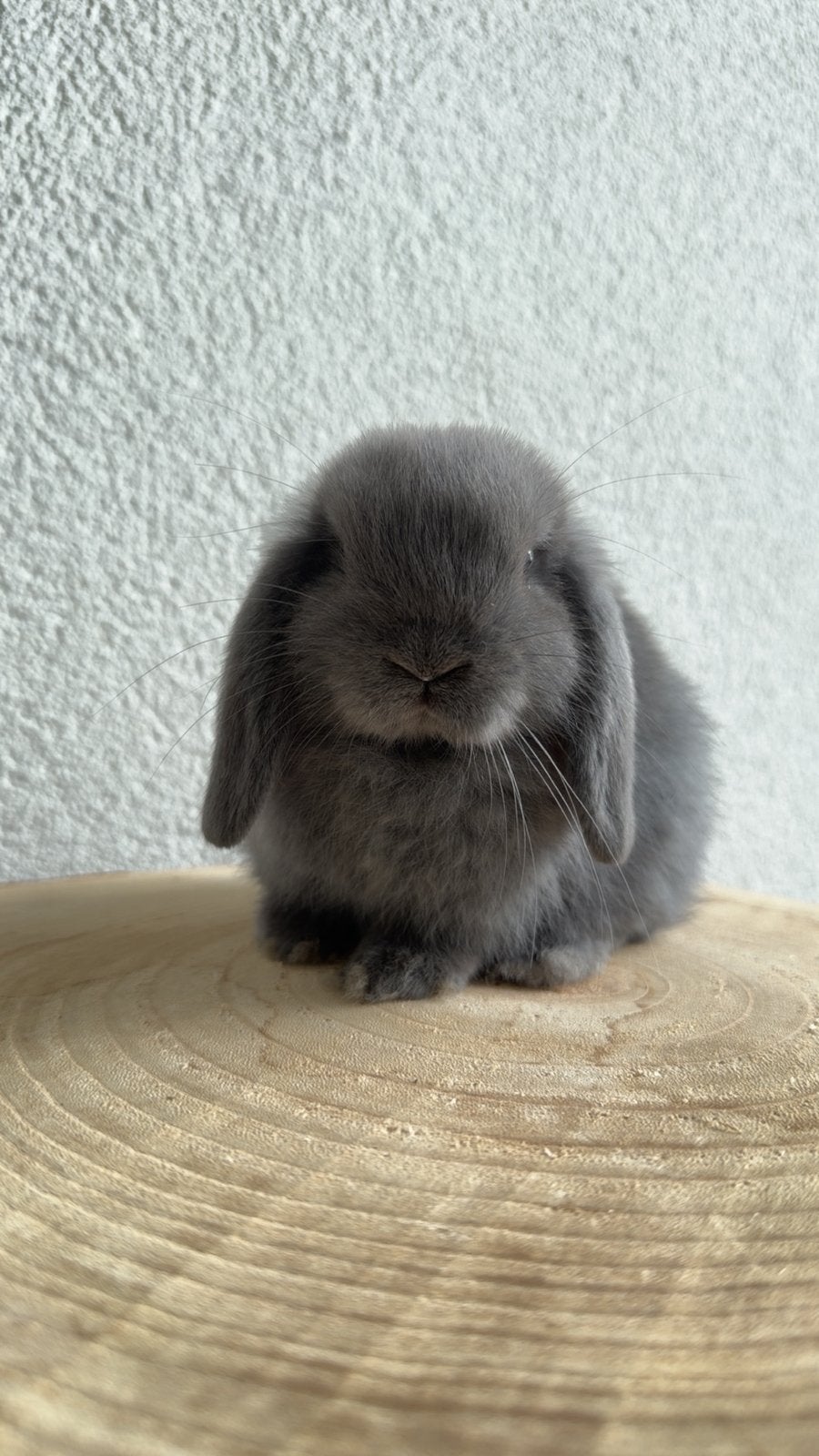 Knappe minilop voedster, Dieren en Toebehoren, Vrouwelijk, Dwerg, Hangoor, 0 tot 2 jaar
