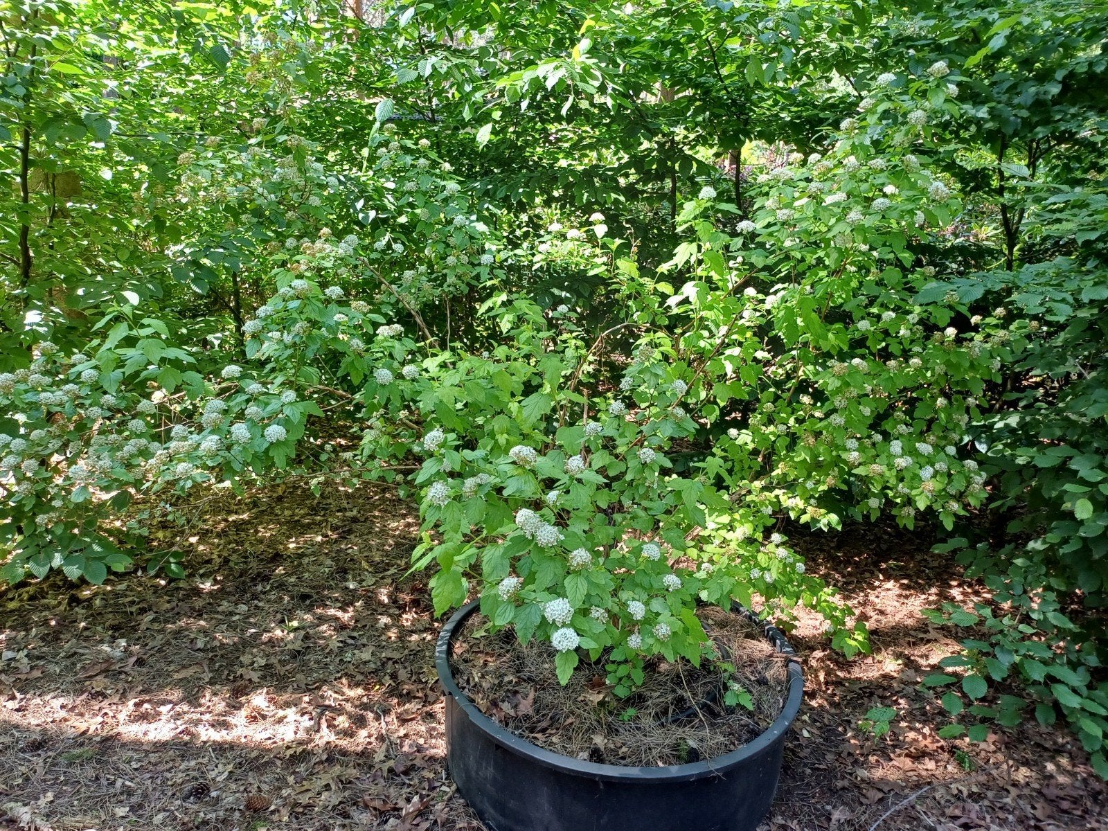 spirea alba, Ophalen