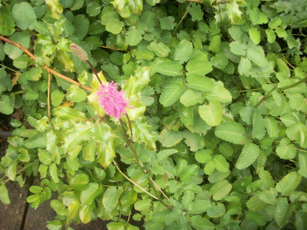 Sanguisorba obtusa 'Pimpernel', Vaste plant, Halfschaduw, Zomer, Ophalen