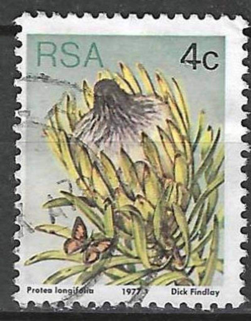 Zuid-Afrika 1977 - Yvert 419 - Langbladige suikerstruik (ST), Postzegels en Munten, Verzenden, Zuid-Afrika, Gestempeld