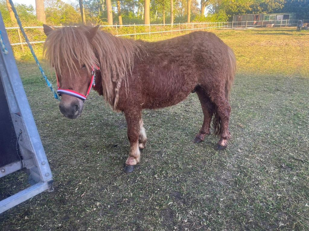 TE KOOP 2 grote ruinen, Dieren en Toebehoren, Ruin, Gechipt