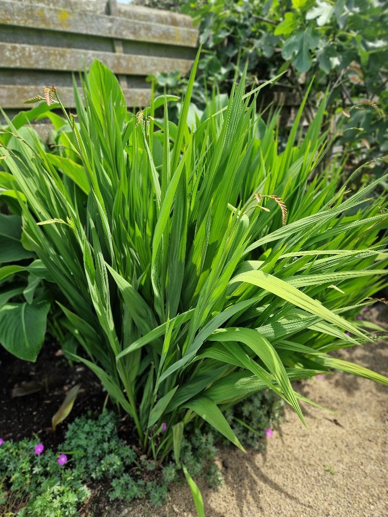 Crocosmia lucifer ( volledige struik) 10€, Tuin en Terras, Ophalen, Zomer, Vaste plant, Volle zon