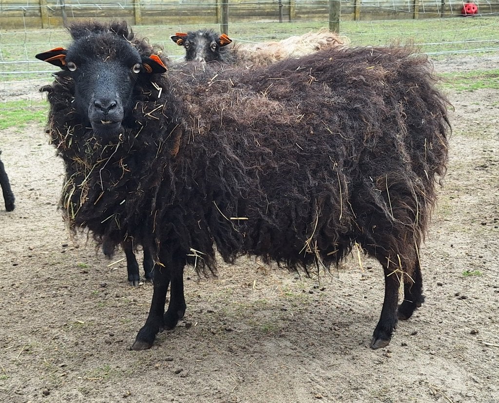 ouessant schaap met lam, Vrouwelijk, Schaap, 0 tot 2 jaar