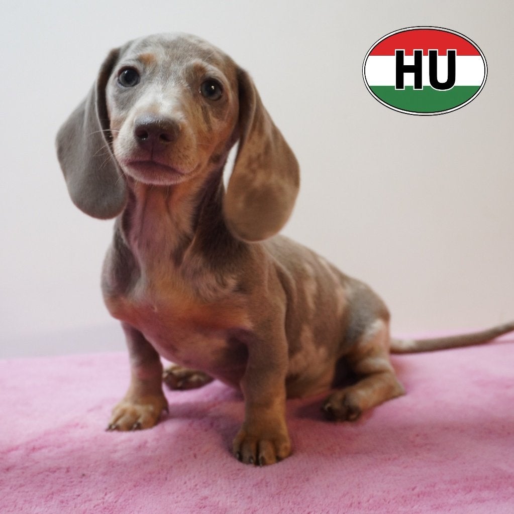 chiots Teckel à poil court super mignons à vendre, 15 semaines à 1 an, Poils courts, Hépatite contagieuse (maladie de Rubarth)