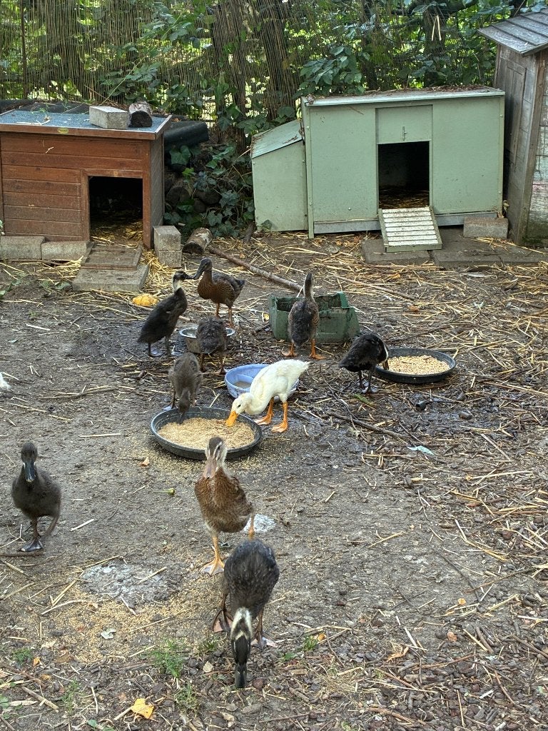 Indische loopeenden, Dieren en Toebehoren, Pluimvee, Meerdere dieren, Eend