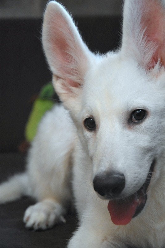 Zwitserse Witte Herder pup, Dieren en Toebehoren, Honden | Herdershonden en Veedrijvers, Herder, Fokker | Professioneel, Meerdere