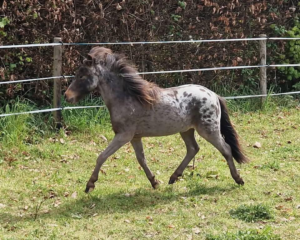 Prachtige miniatuur apaloosa pony uniek, Animaux & Accessoires, Poneys, Étalon, Non dressé, Poney A (jusqu'à 1.17 m), Poney de récréation