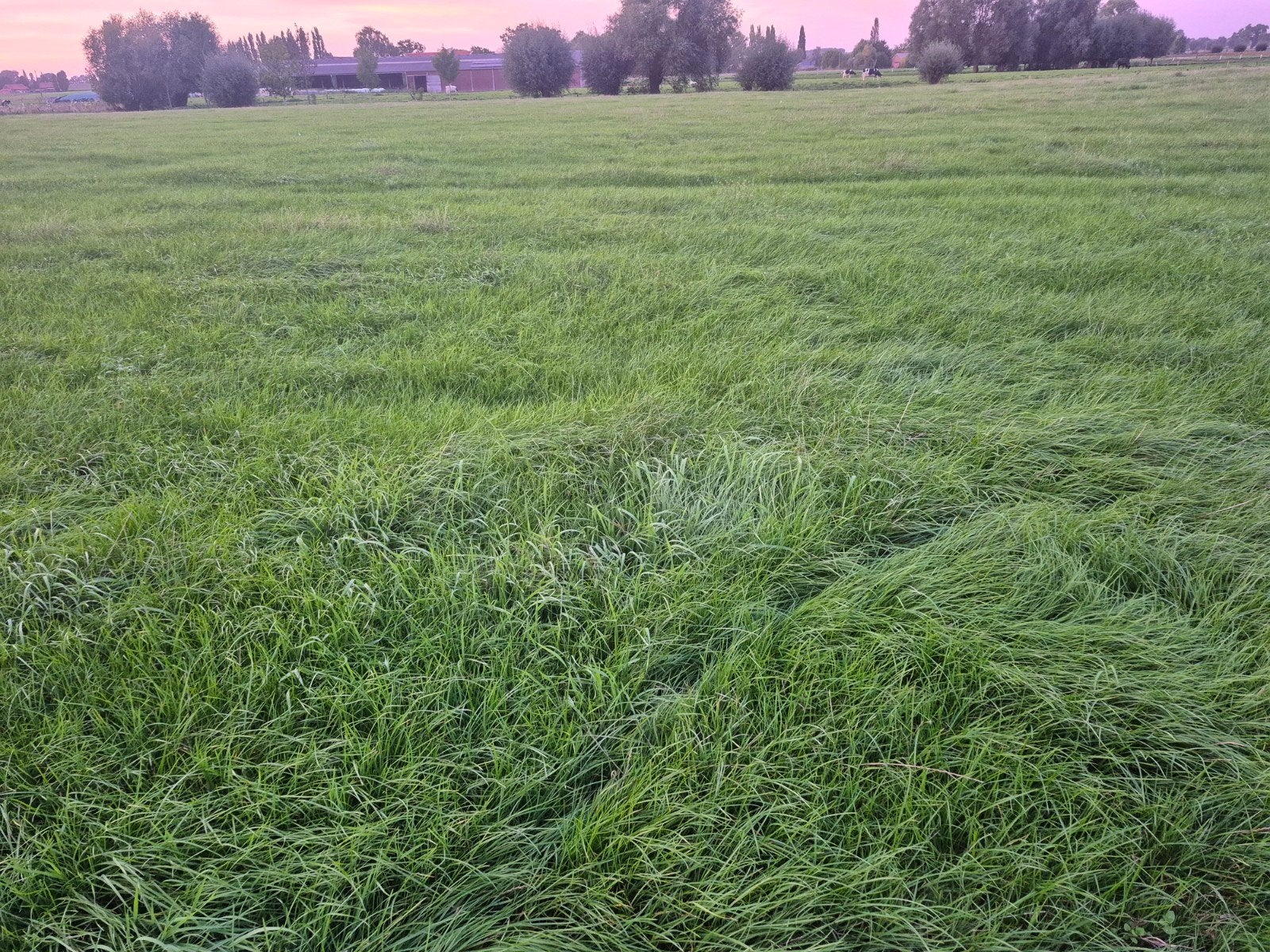8 ha gras op stam te koop, Ophalen, Vee