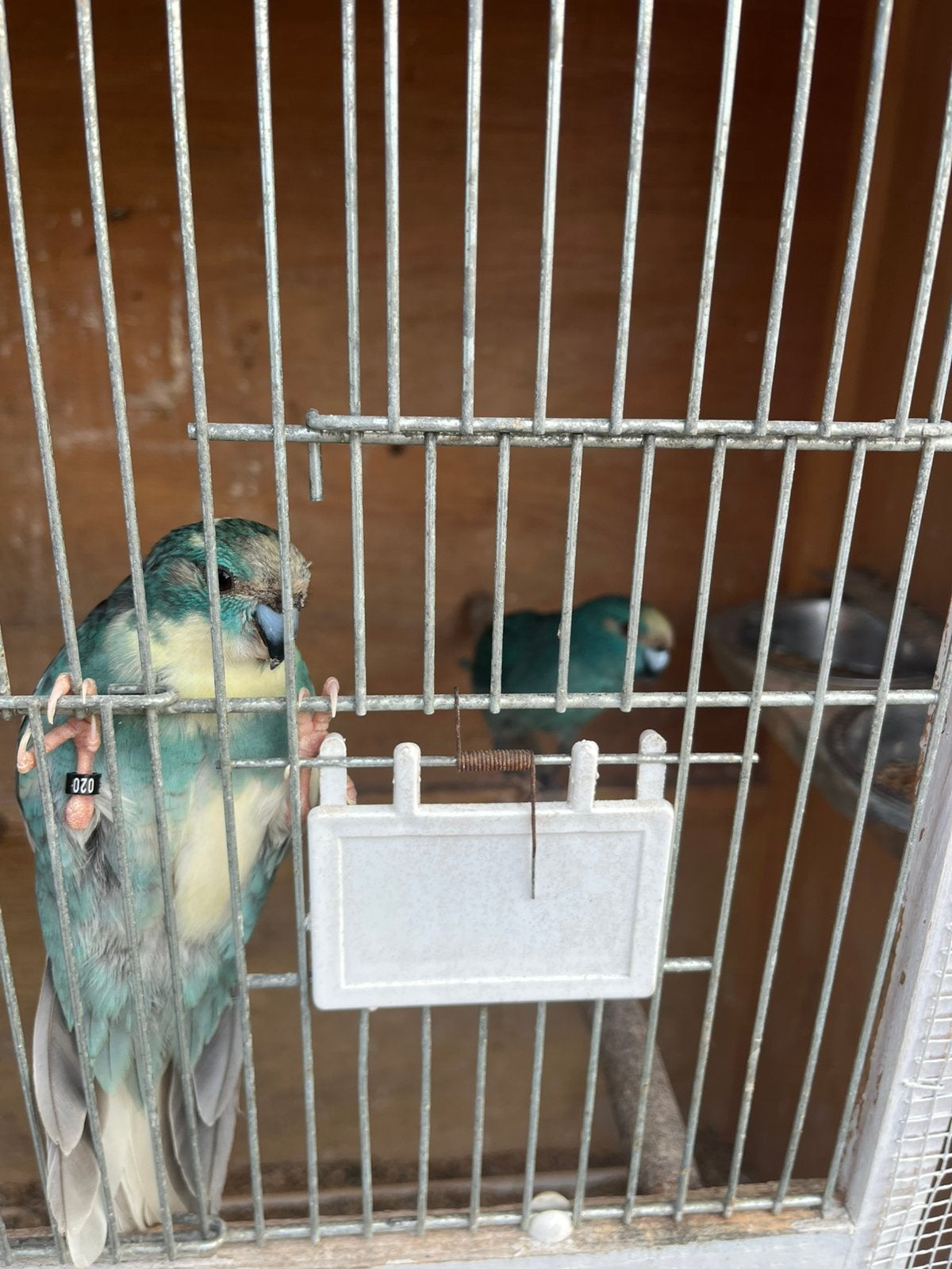 Kakariki koppel geringd  50 euro mooi koppel, Dieren en Toebehoren, Geringd