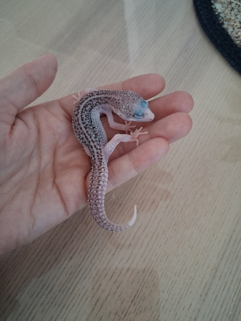 Luipaardgekko + alle toebehoren, Hagedis, Met terrarium, 0 tot 2 jaar