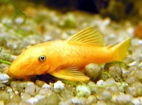 L144 Gold Ancistrus 2A3cm groot, Dieren en Toebehoren, Vis, Zoetwatervis