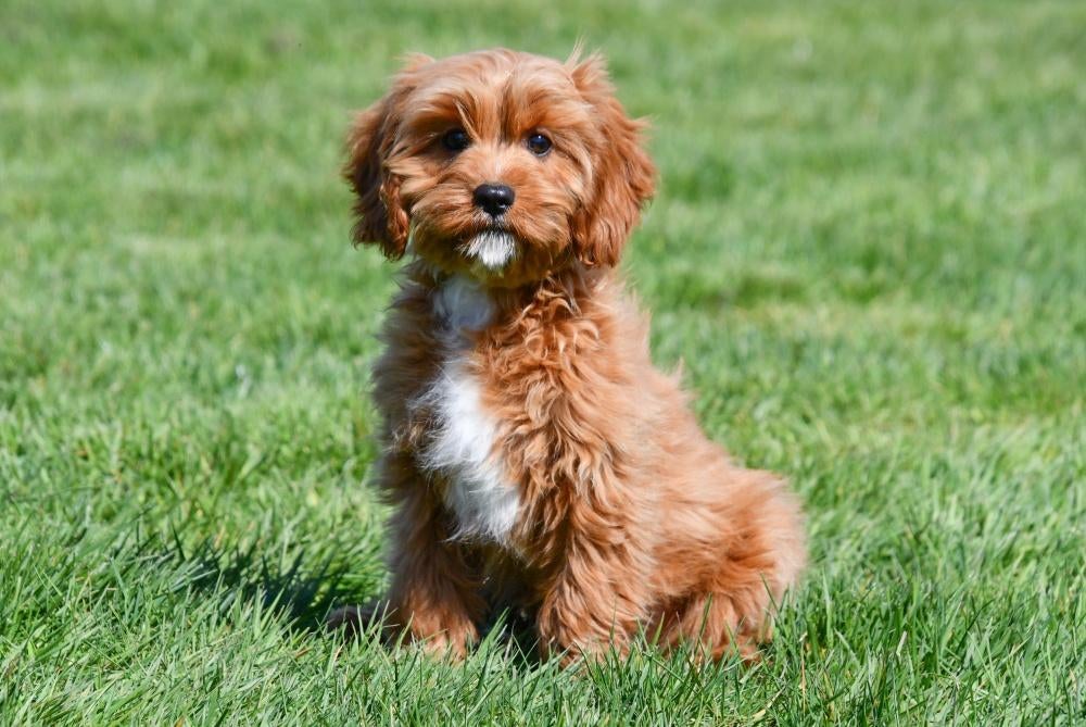 Chiots Cavapoo à vendre, 15 semaines à 1 an, Étranger, Hépatite contagieuse (maladie de Rubarth), Plusieurs animaux