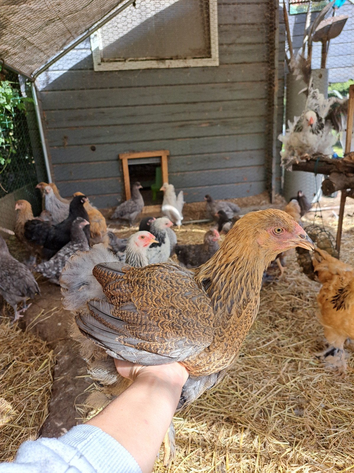 Brahma patrijs hennen, Dieren en Toebehoren