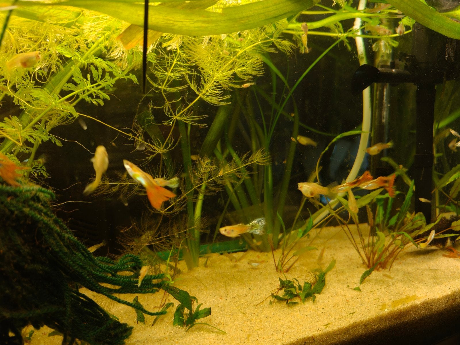 guppy baby's te koop, Dieren en Toebehoren, Vis, Zoetwatervis, Schoolvis