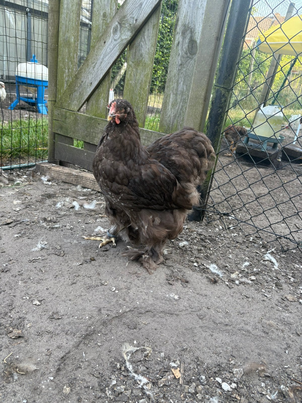 Cochin groothoenders choco, Dieren en Toebehoren, Pluimvee, Meerdere dieren, Kip