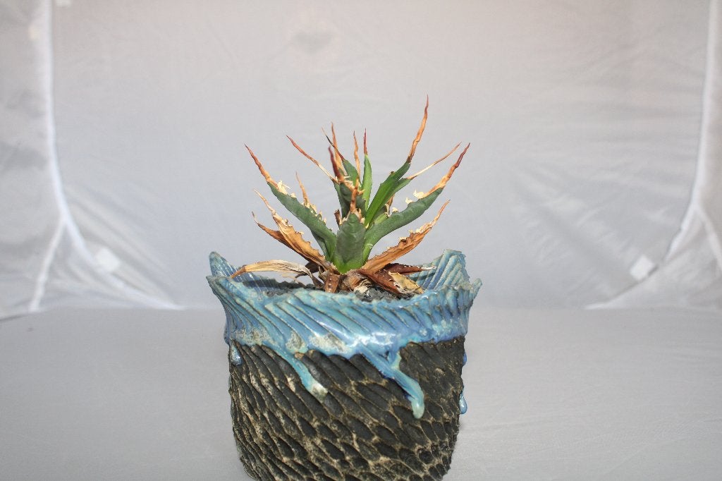 agave utahensis eborspina, Maison & Meubles, Plante succulente, Moins de 100 cm, Plante verte, Plein soleil