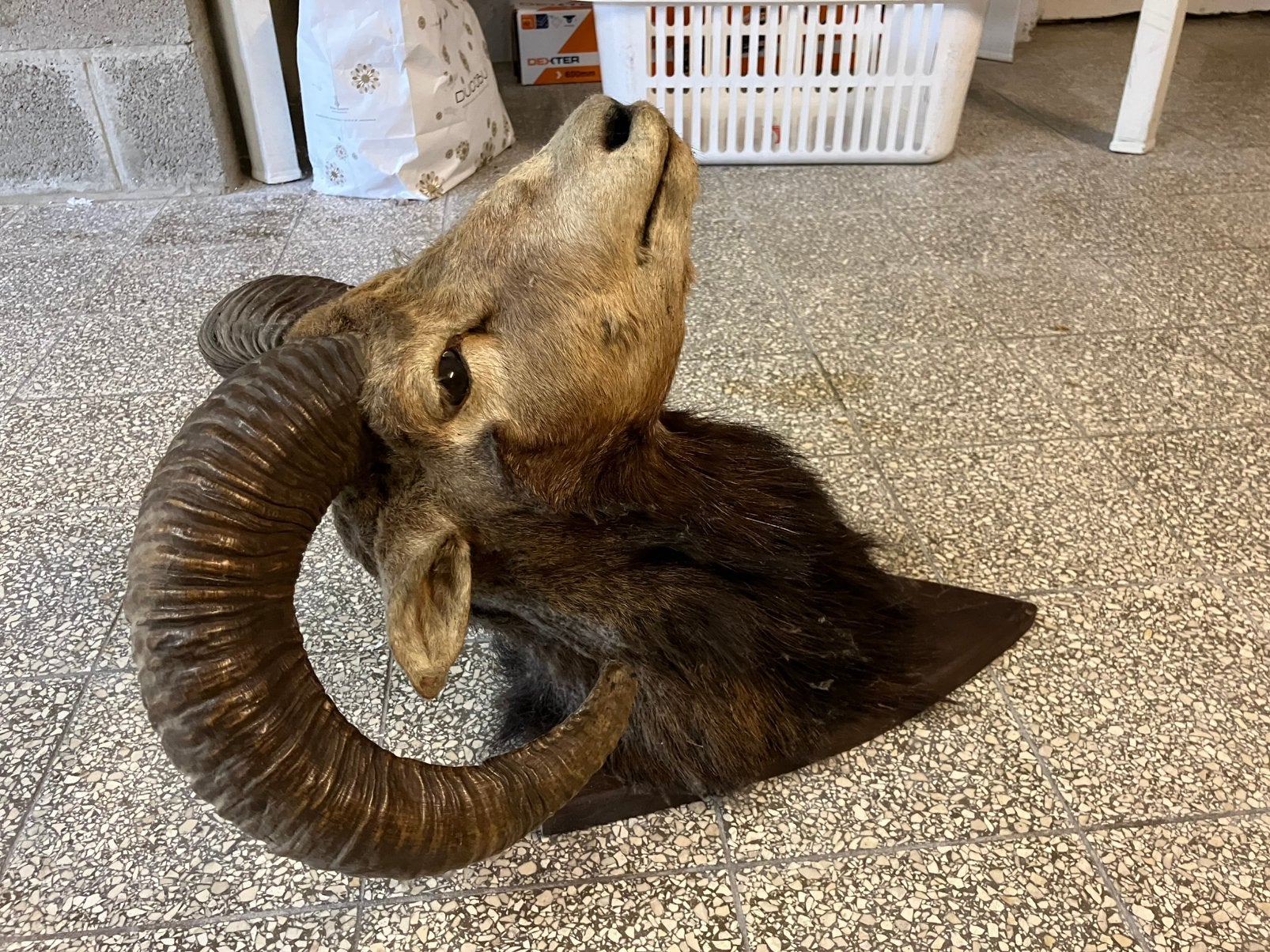 Tete de mouflon, Enlèvement, Comme neuf