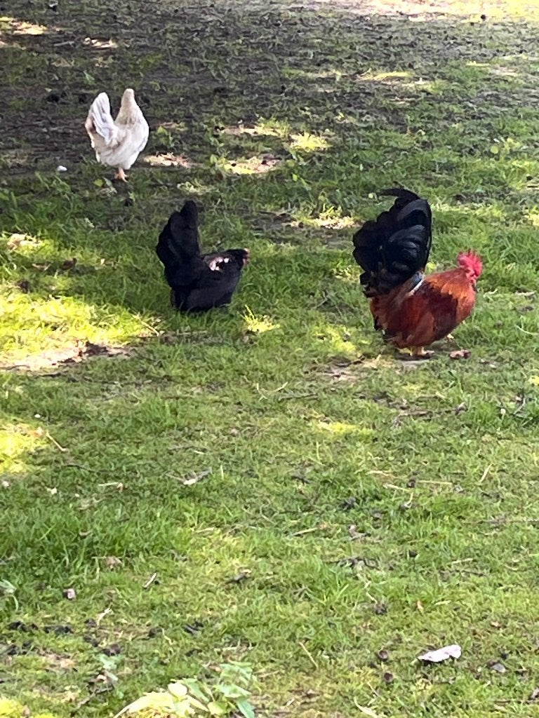 Chabo hennen, Dieren en Toebehoren, Vrouwelijk, Kip