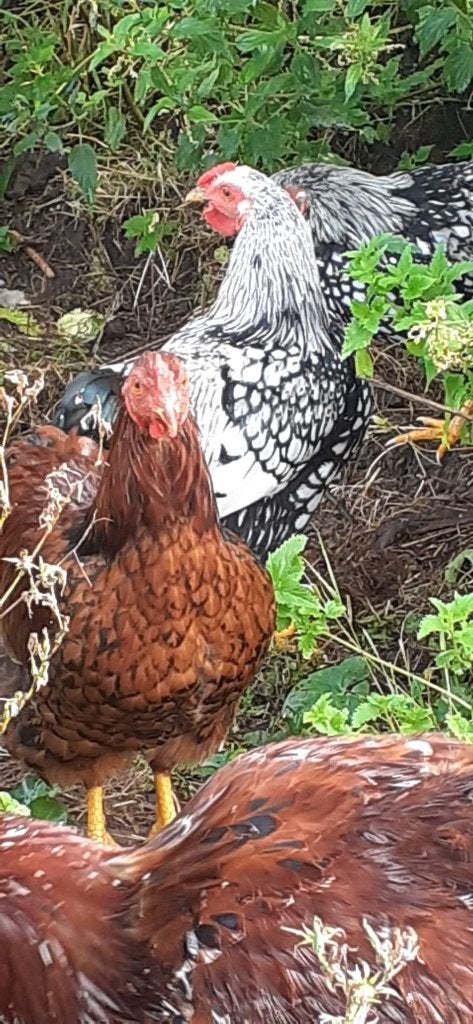 Kriel wyandottes (haantjes), Mâle, Poule ou poulet