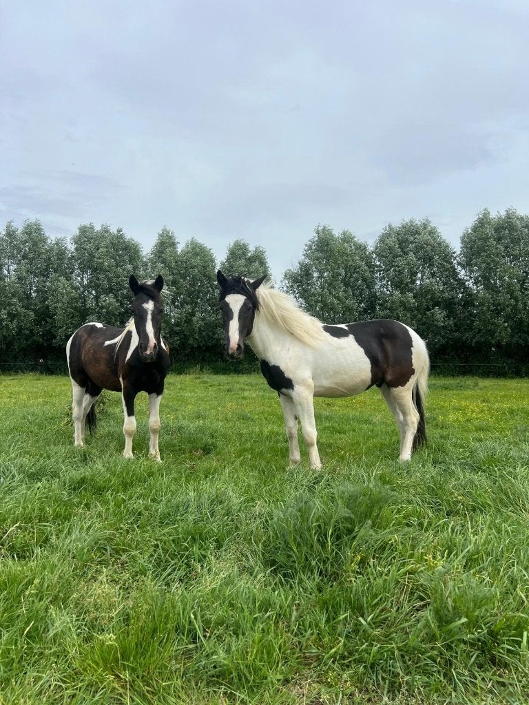 twee 2 jaarse bonte springponys C, Dieren en Toebehoren, Pony's, Gechipt, Springpony, 0 tot 2 jaar, C pony (1.27m tot 1.37m)