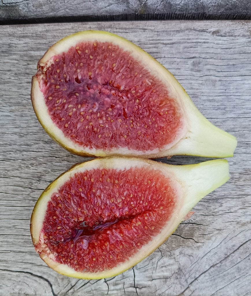 Jonge vijgenplantjes, Tuin en Terras, Planten | Fruitbomen, Ophalen, Minder dan 100 cm, Lente, Volle zon