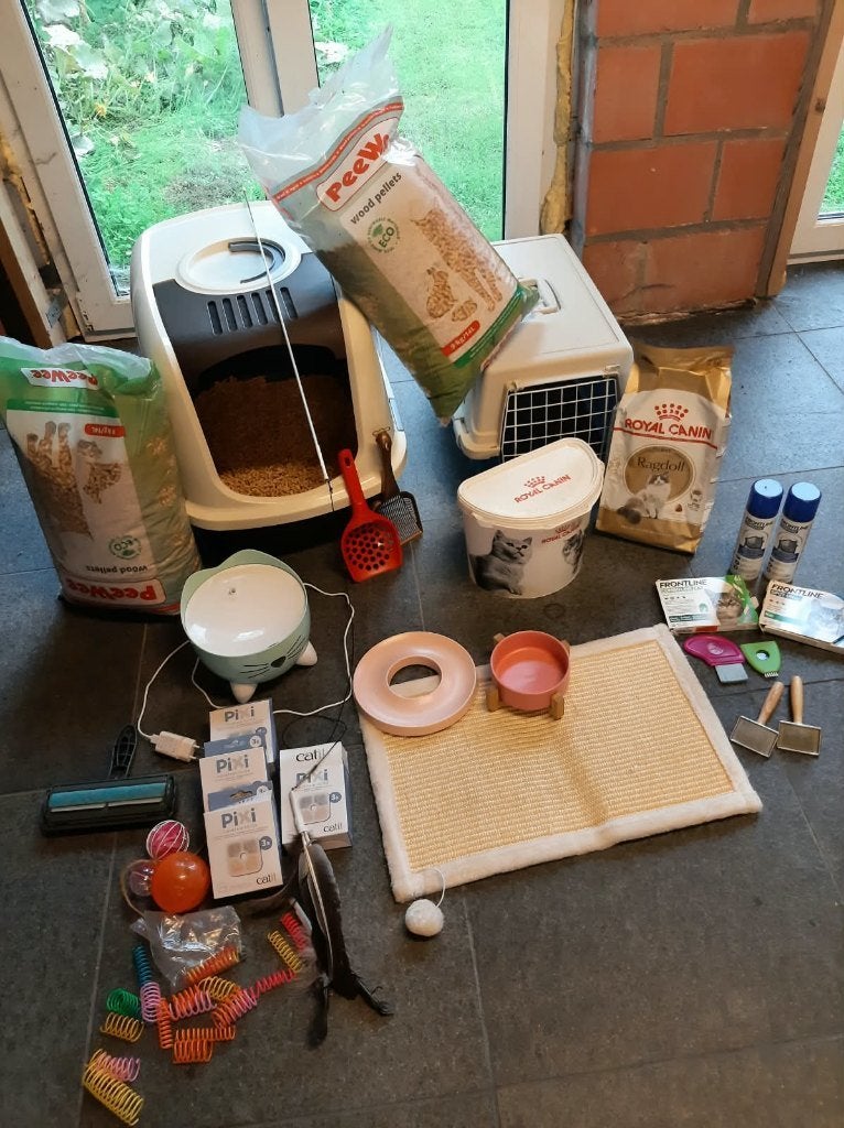 Volledige uitzet ragdoll, Animaux & Accessoires, Enlèvement, Comme neuf, Fermé
