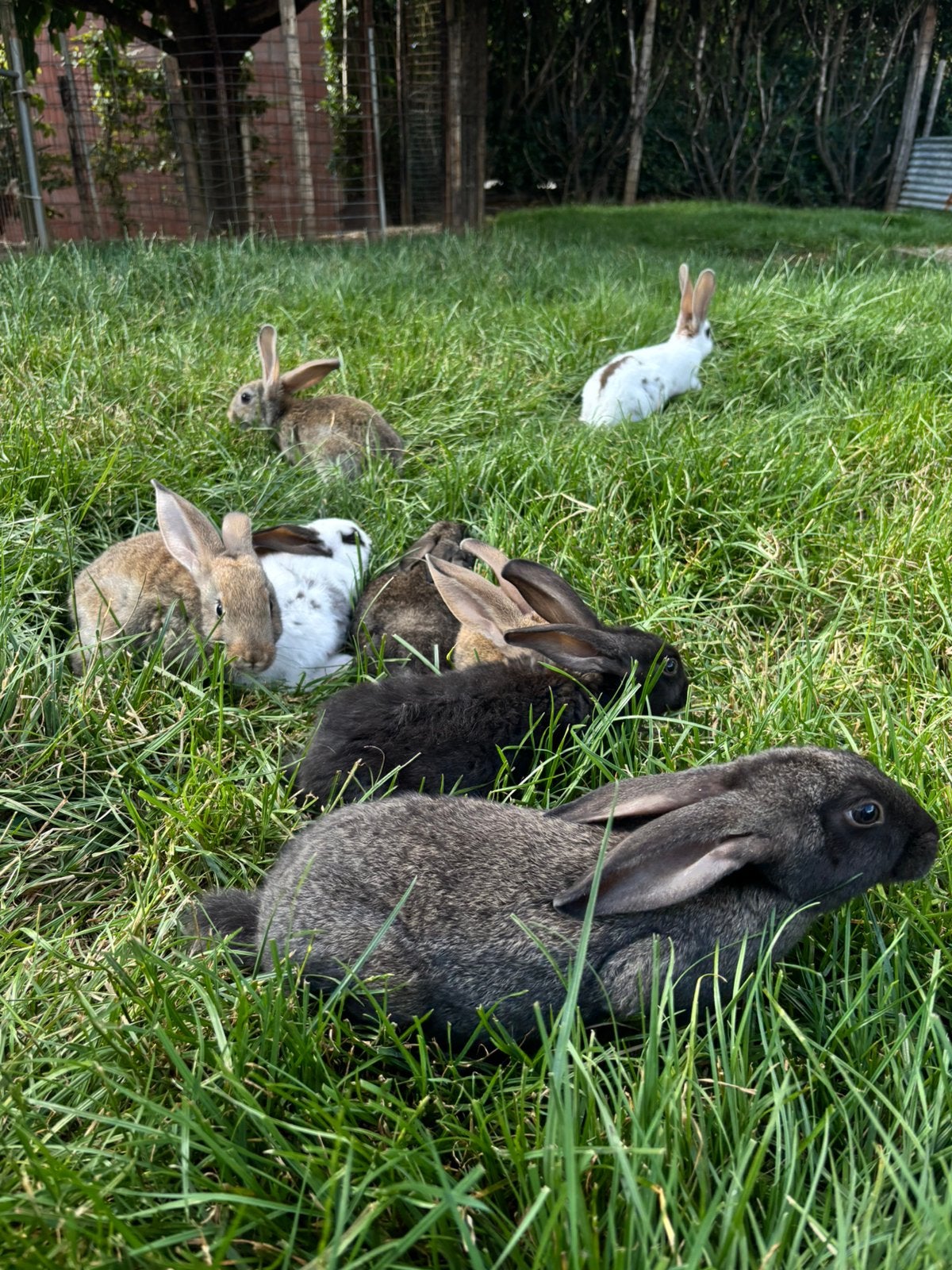 Konijnen, Dieren en Toebehoren, Konijnen, Meerdere dieren, Middelgroot, 0 tot 2 jaar