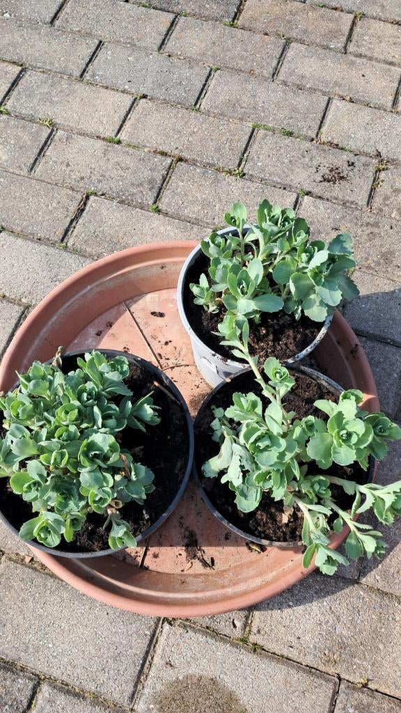 Sedum herbstfreude in pot., Tuin en Terras, Ophalen, Herfst, Vaste plant