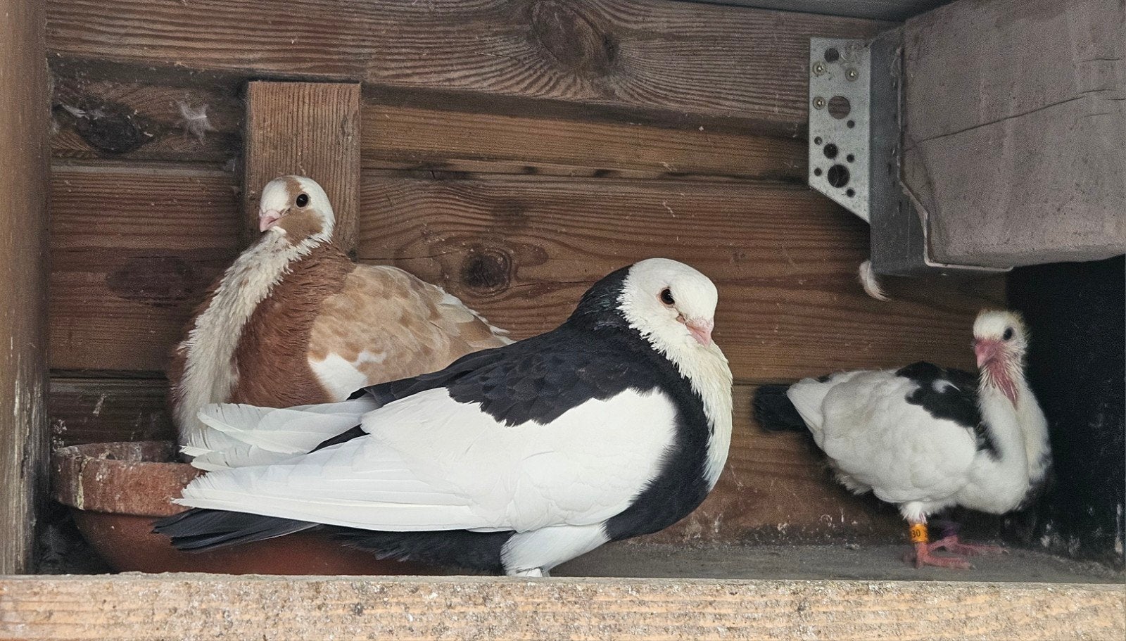 sierduiven,  canaria kroppers en kruisingen, Dieren en Toebehoren, Meerdere dieren