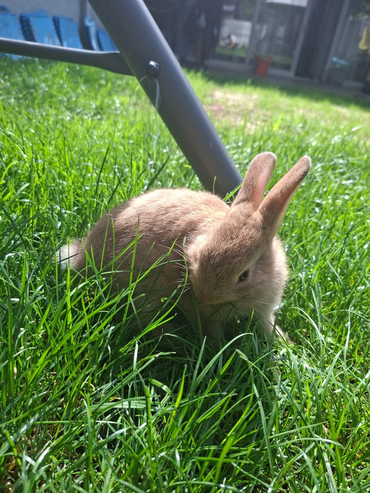 lapin nain de 1mois, Plusieurs animaux, Nain, 0 à 2 ans