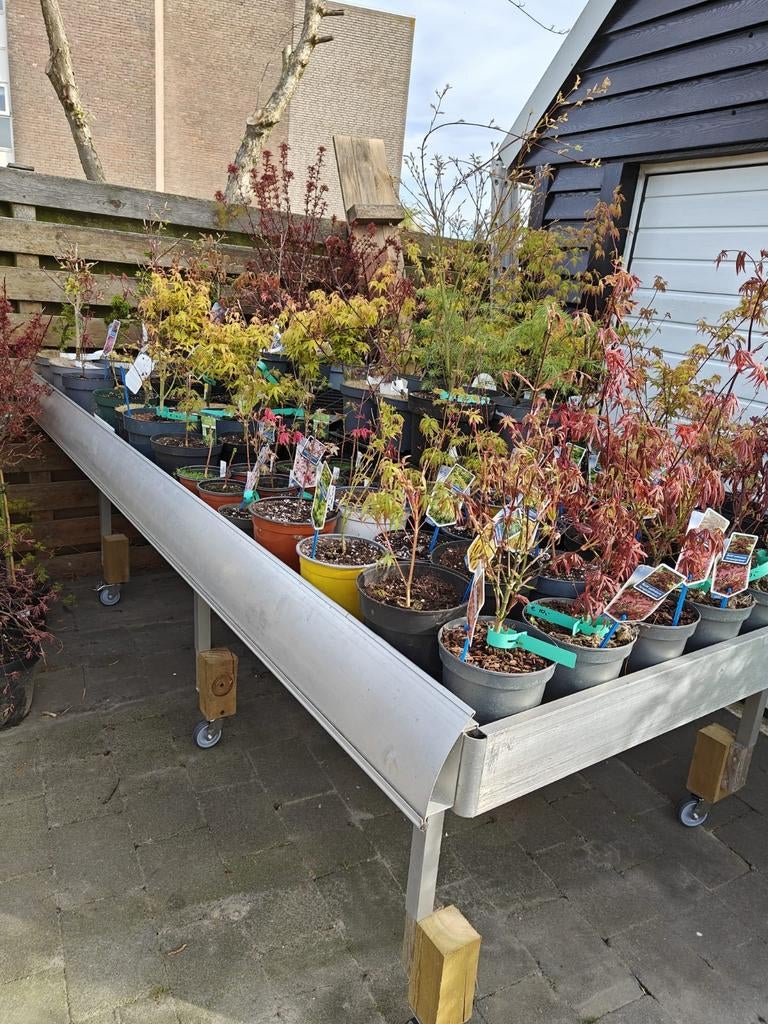 Japanse esdoorn, acer palmatum boom te koop, Ophalen