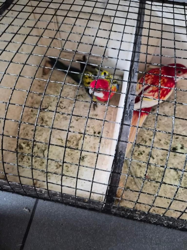 Alles samen te koop lees beschrijving, Dieren en Toebehoren, Vogels | Hokken en Kooien, Ophalen