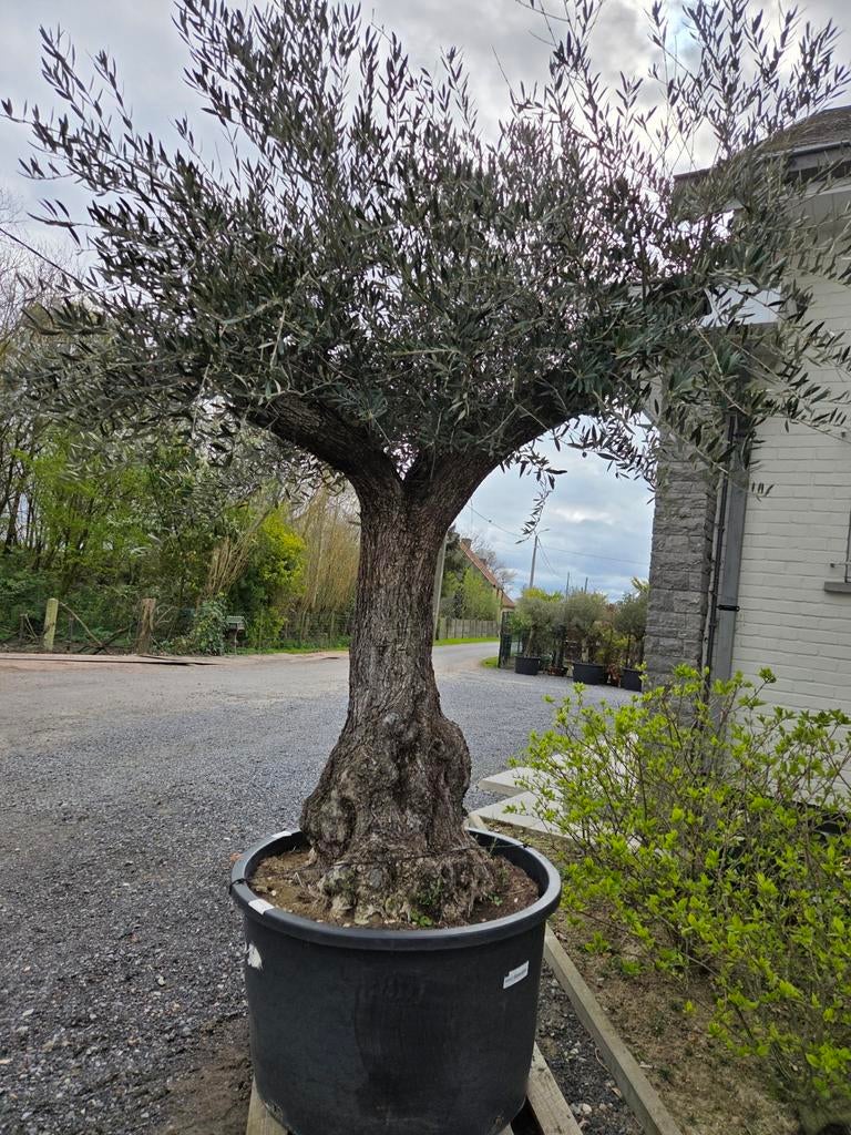 Olijfboom Olea Europaea mooi vertakt, Tuin en Terras, Ophalen, Olijfboom