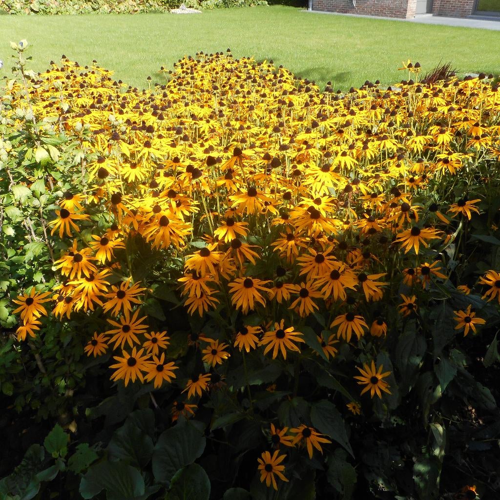 GRATIS TUINPLANTEN, Tuin en Terras, Ophalen, Zomer