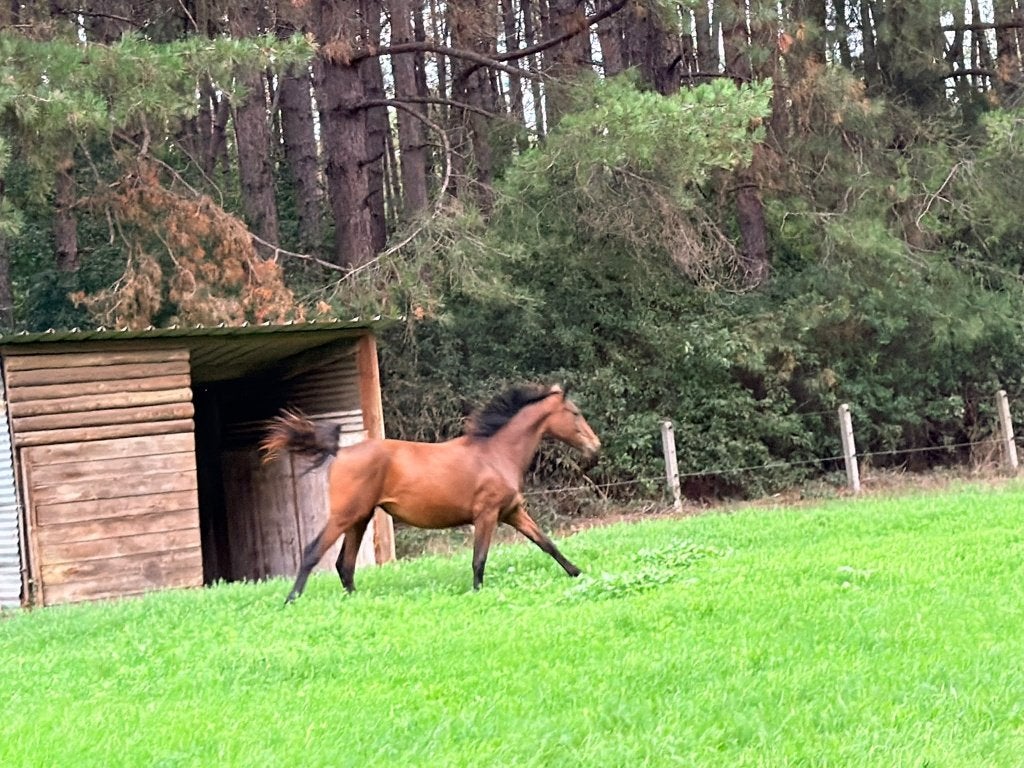 Merrie Dominator, Animaux & Accessoires, Z, Avec pedigree, 0 à 2 ans, Cheval de saut