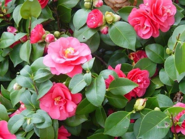 Bloemen , Planten,  struiken en  bomen.  NU  PLANTEN ! ! !, Tuin en Terras, Ophalen