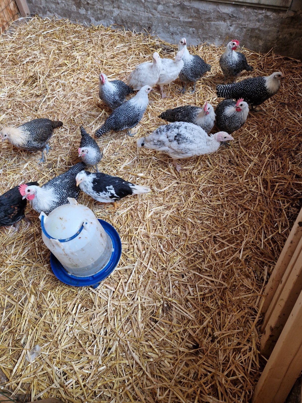 Hanen zilverbrakel/bonte leghorn, Dieren en Toebehoren, Pluimvee