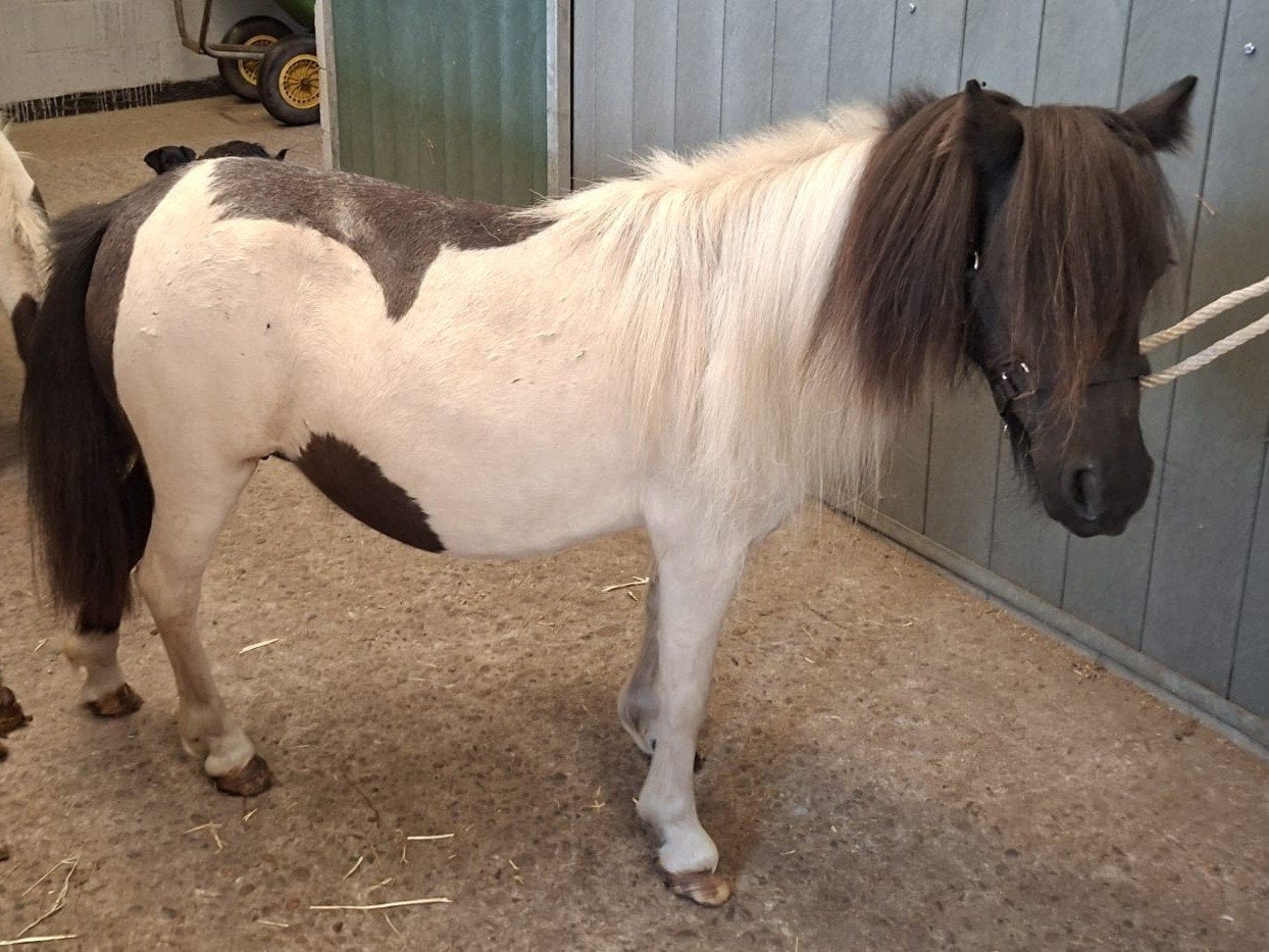 6 jarige zwart bonte merrie, Animaux & Accessoires, Jument, Avec pedigree, 3 à 6 ans
