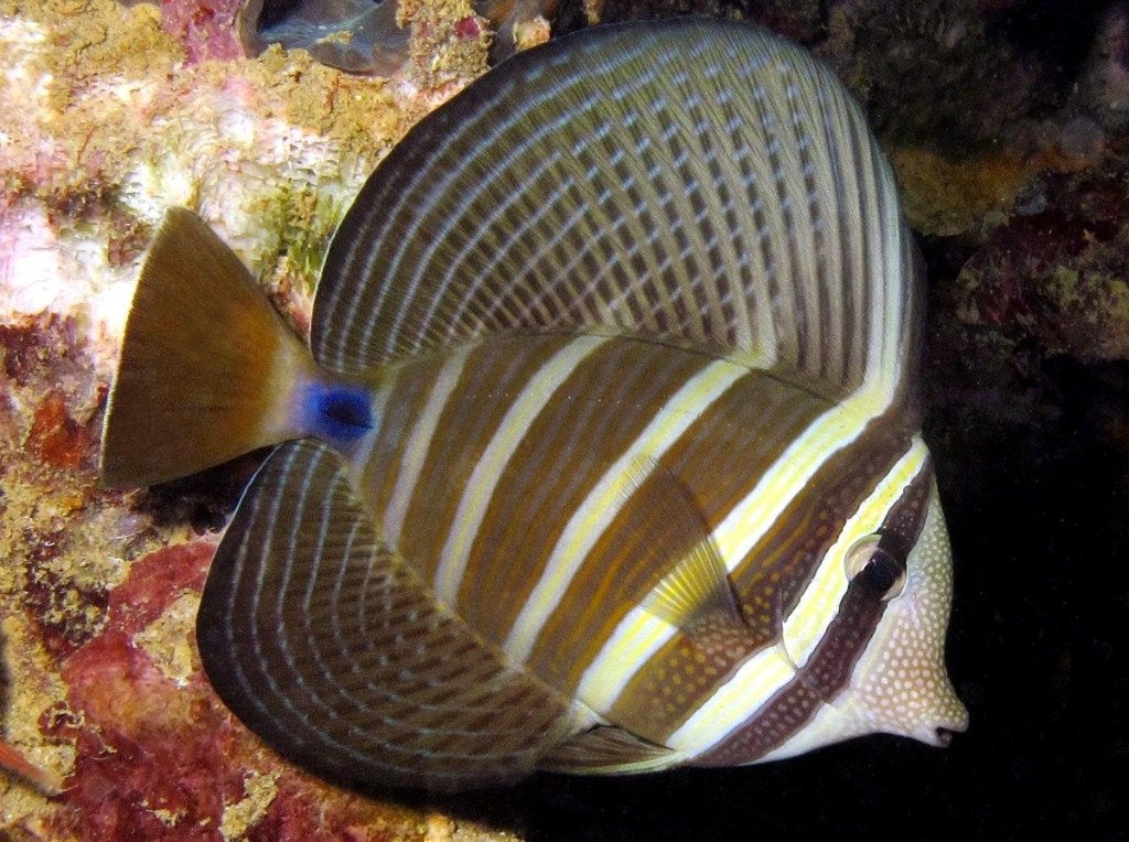 vissen ,zeeaquarium, Poisson, Poisson de mer