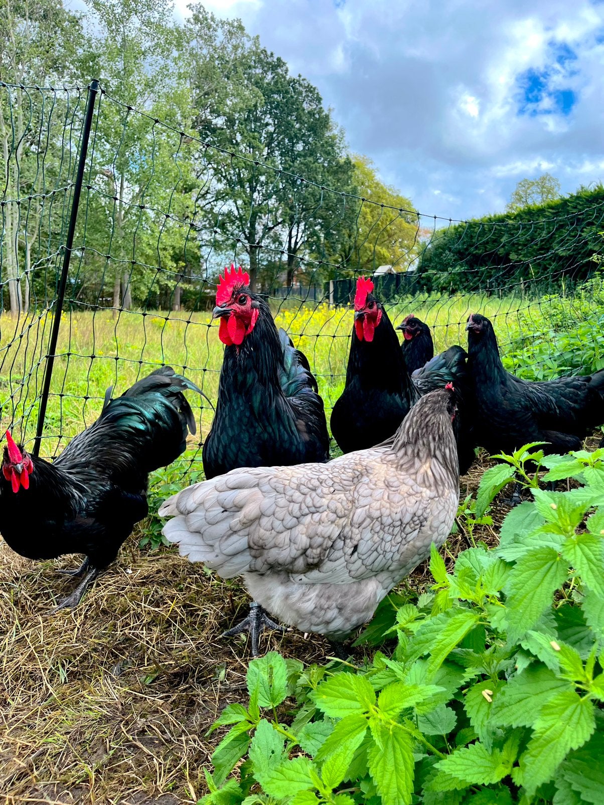 Australorp hanen, Dieren en Toebehoren, Pluimvee, Mannelijk, Kip