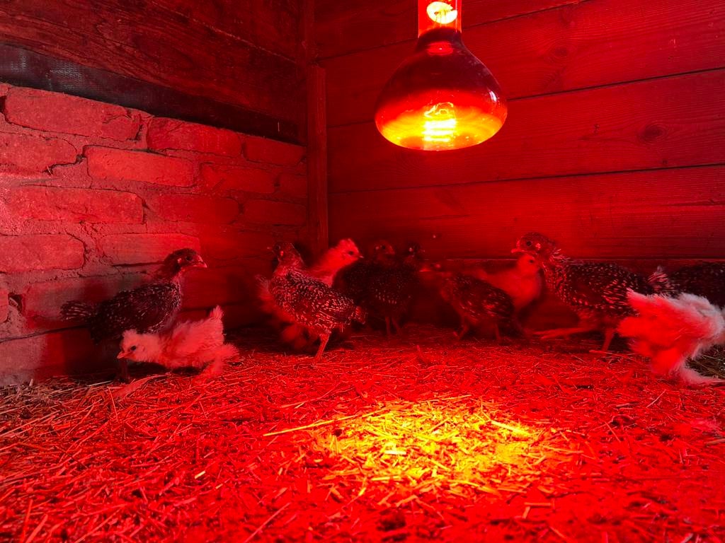 Kuikens te koop van Zilverbrakel en Zijdehoen wit, Enlèvement, Comme neuf