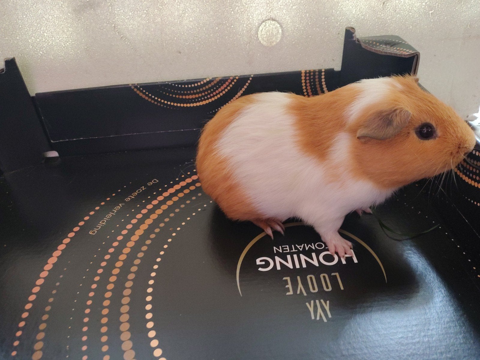 jonge cavia's, Juin, Cobaye