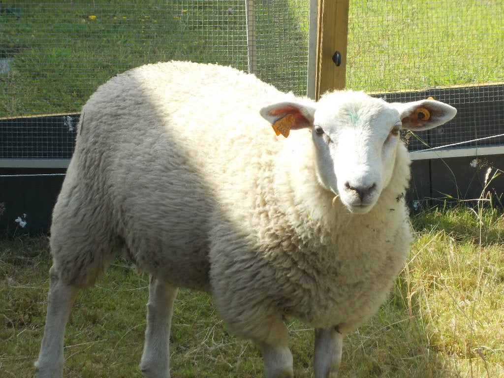 Schaap Bok, Animaux & Accessoires, Mâle, Mouton, 0 à 2 ans