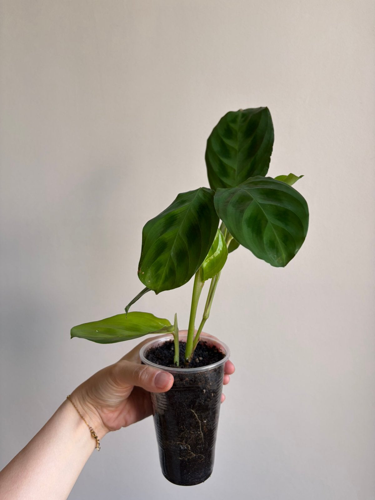 Maranta obscure, Enlèvement ou Envoi