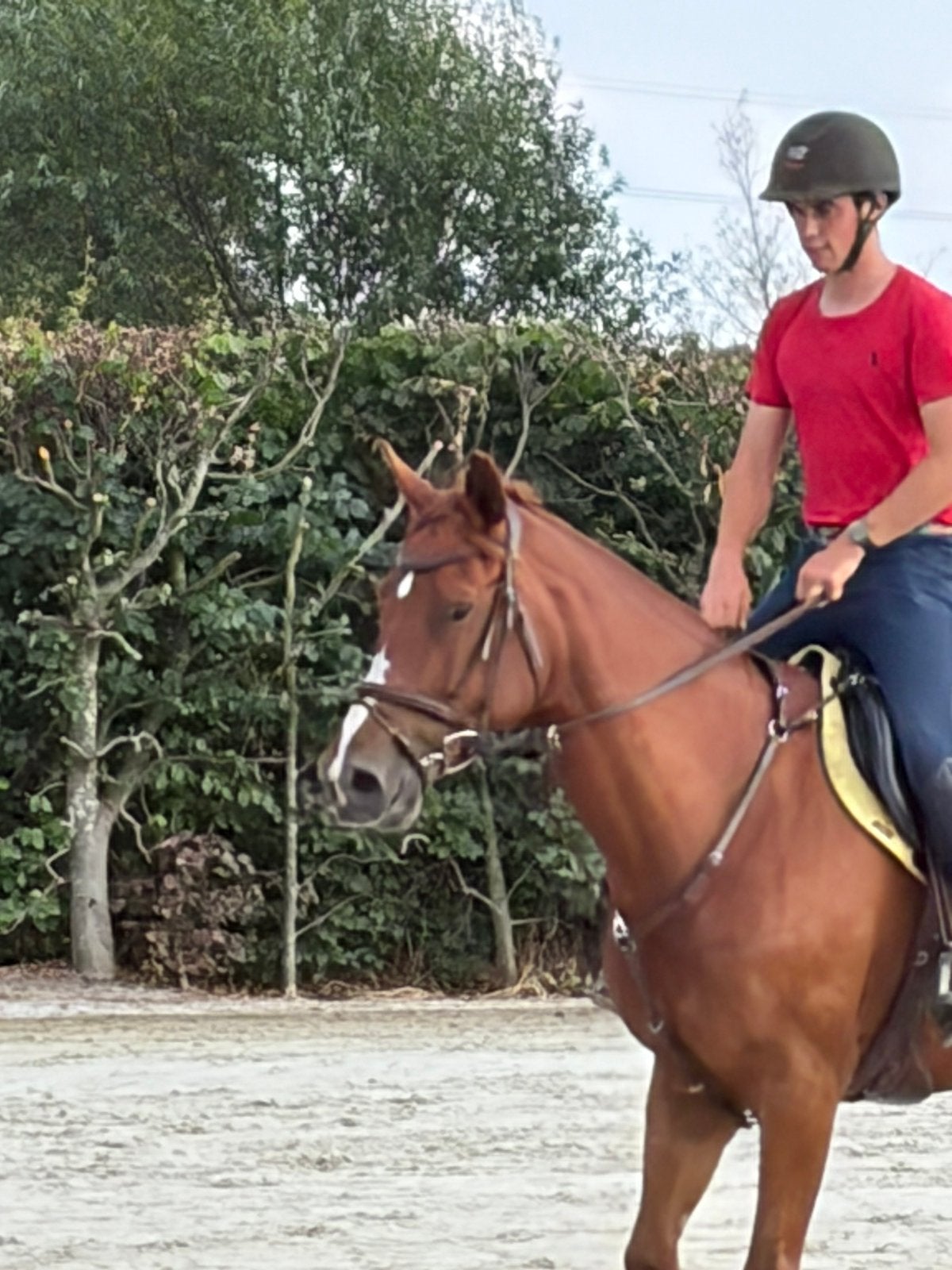 elegante, 9-jarige vosmerrie, (Jenson van ’t Meulenhof), Dieren en Toebehoren, Merrie
